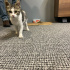 Tatlı ofis kedisi fotoğraf