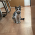 Tatlı ofis kedisi fotoğraf