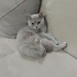 Acil yuva arıyoruz fotoğraf