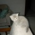 Acil yuva arıyoruz fotoğraf