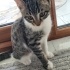 3.Aylık erkek tekir fotoğraf