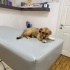 Chihuahua 5 aylık bebekler yuva arıyoruz fotoğraf
