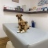 Chihuahua 5 aylık bebekler yuva arıyoruz fotoğraf
