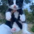 YAVRU KEDİ TEKİRDAĞ SÜLEYMANPAŞA fotoğraf