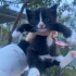 YAVRU KEDİ TEKİRDAĞ SÜLEYMANPAŞA fotoğraf
