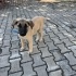 3 aylık yavru kangal pıncır fotoğraf