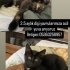 2 aylık yavru kedilerimiz için ACİL yuva aramaktayız