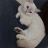 British shorthair bluepoint kedimizi sahiplendiriyoruz