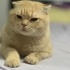 Scottish fold erkek