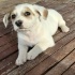 Jack Russel cinsi kızımız Vanilya fotoğraf