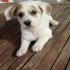 Jack Russel cinsi kızımız Vanilya fotoğraf