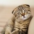 Scottish fold cinsi ücretsiz sahiplendirilecektir fotoğraf