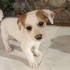 Jack Russel cinsi kızımız Sütlaç fotoğraf