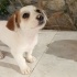 Jack Russel cinsi kızımız Sütlaç fotoğraf