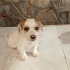 Jack Russel cinsi kızımız Sütlaç fotoğraf