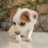 Jack Russel cinsi kızımız Sütlaç fotoğraf