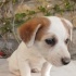 Jack Russel cinsi kızımız Sütlaç fotoğraf