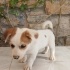 Jack Russel cinsi kızımız Sütlaç fotoğraf
