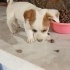 Jack Russel cinsi kızımız Sütlaç fotoğraf