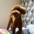 1,5 yaşında erkek poodle fotoğraf