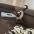 SİYAM KEDİSİ-ZEYTİN fotoğraf