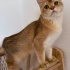 British shorthair golden uysal bir kiz fotoğraf
