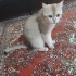 British shorthair golden uysal bir kiz fotoğraf
