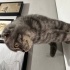 Scottish Fold/ Ücretsiz / Açıklamayı okuyunuz fotoğraf