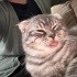 Scottish Fold/ Ücretsiz / Açıklamayı okuyunuz fotoğraf
