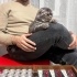 Scottish Fold/ Ücretsiz / Açıklamayı okuyunuz fotoğraf