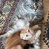 Scottish Fold/ Ücretsiz / Açıklamayı okuyunuz fotoğraf