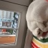 10 Aylık Dişi Exotic Shorthair fotoğraf