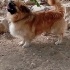 erkek tibetli spaniel köpek fotoğraf