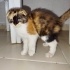 2 aylık scottish fold cinsi yavrumuza acil yuva arıyoruz fotoğraf