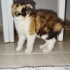 2 aylık scottish fold cinsi yavrumuza acil yuva arıyoruz fotoğraf