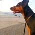 Ücretsiz sahiplenme doberman acil yuva fotoğraf