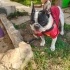 Ücretsiz sahiplenme findık French bulldog fotoğraf