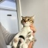 2 aylık annesiz kedimizi acil yuva aranıyor fotoğraf