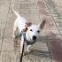 Ücretsiz sahiplenme Jack Russell küçük irk acil yuva fotoğraf