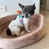 Ücretsiz sahiplenme fiona dünya tatlisi French bulldog fotoğraf