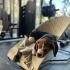 Oyuncu yavru beagle fotoğraf