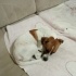 İZMİR JACK RUSSEL TERRİER CİNSİ . PARKA TERKEDİLMİS . ÖMÜRLÜK YUVASINI ARIYORUZ fotoğraf