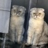 FRODO – Scottish Fold & YUKİ - Ankara Kedisi fotoğraf