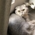 FRODO – Scottish Fold & YUKİ - Ankara Kedisi fotoğraf