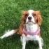 King Charles Spaniel