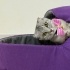Scottish fold kısırlaştırılmış 1.5 yaş fotoğraf