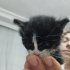 YAVRU KEDİMİZE ACİL YUVA ARIYORUZ fotoğraf