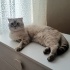 Mavi gözlü, sevimli Scottish fold fotoğraf