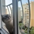 Mavi gözlü, sevimli Scottish fold fotoğraf