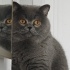 British shorthair fotoğraf